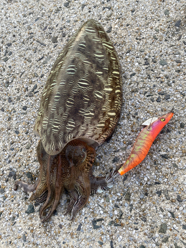 コウイカの釣果