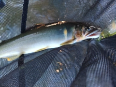 アユの釣果