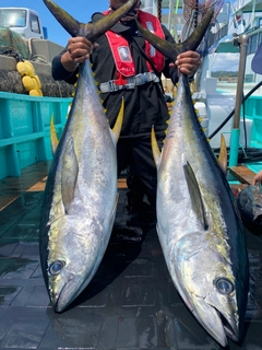 キハダマグロの釣果