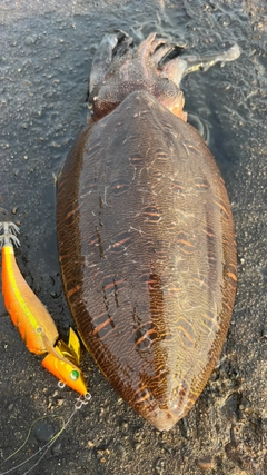 モンゴウイカの釣果