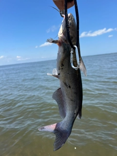 アメリカナマズの釣果