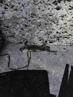 カニの釣果