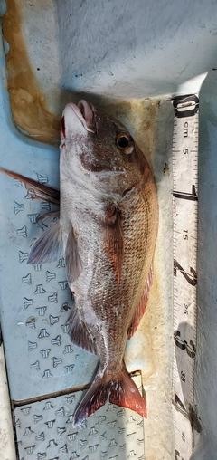 タイの釣果