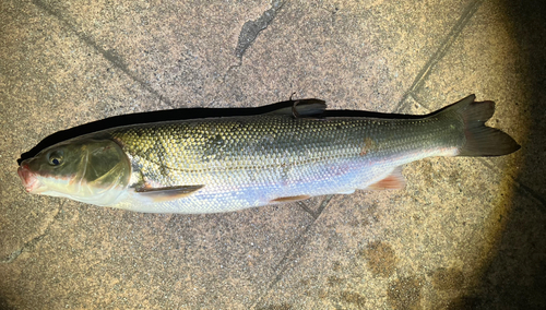 マルタウグイの釣果