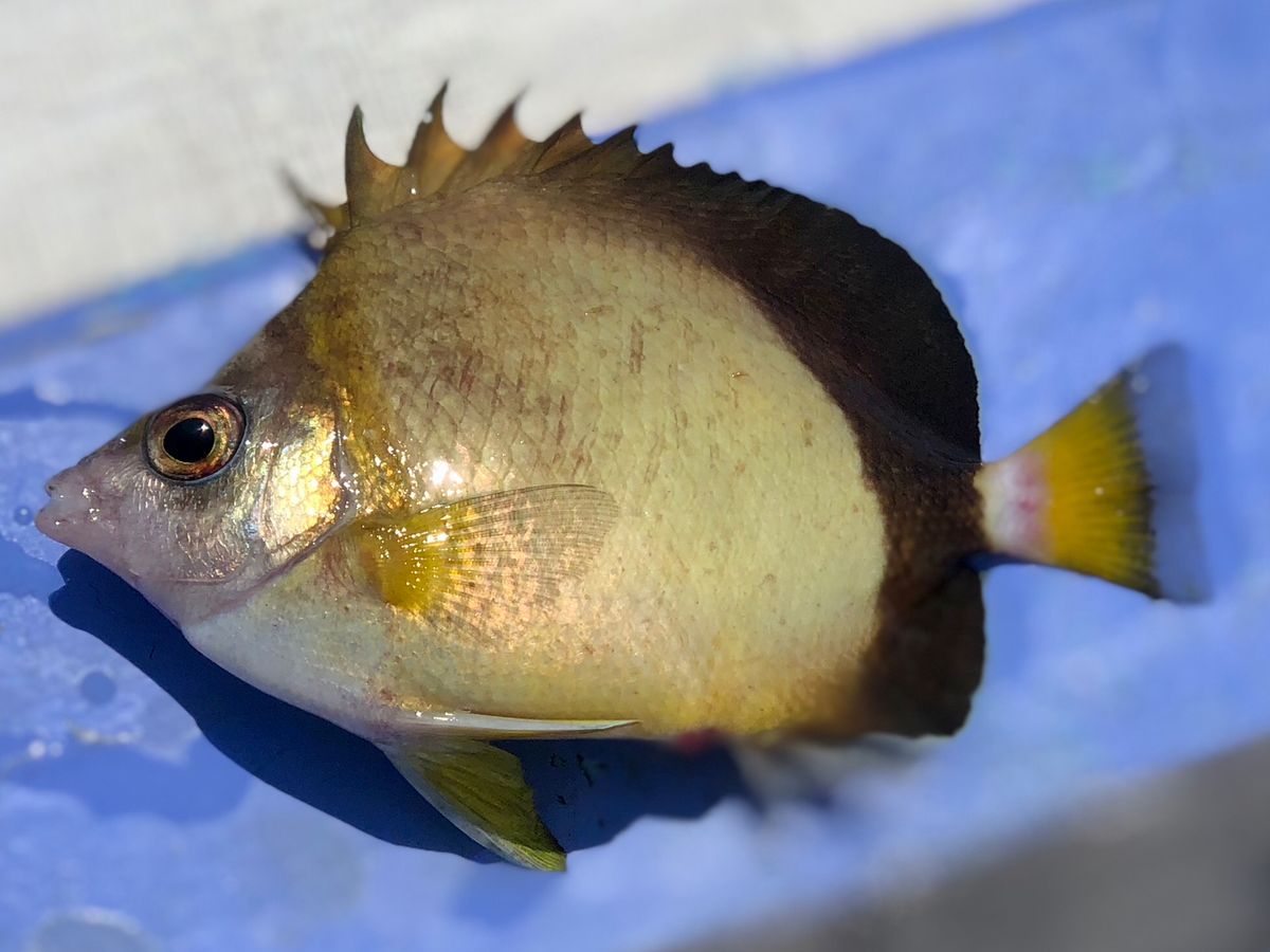 TAJ MAHALさんの釣果 2枚目の画像