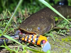 ナマズの釣果