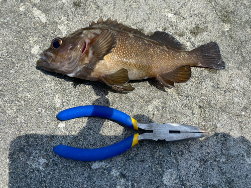 ソイの釣果