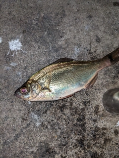 タナゴの釣果