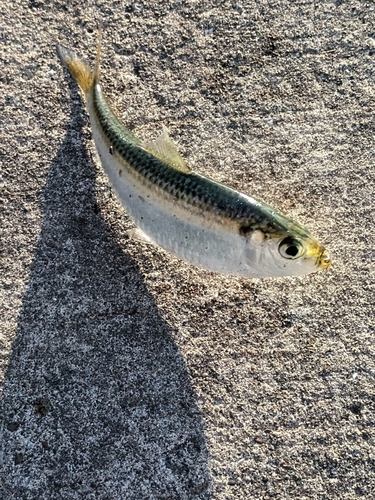 サッパの釣果