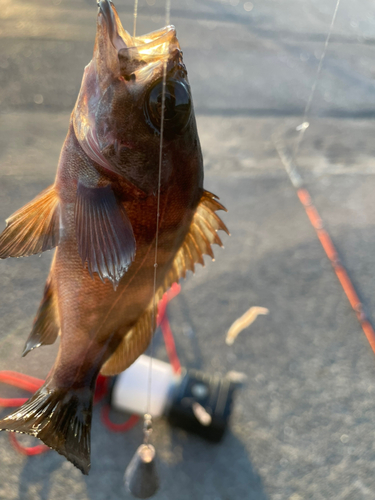 メバルの釣果