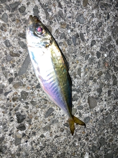 マアジの釣果