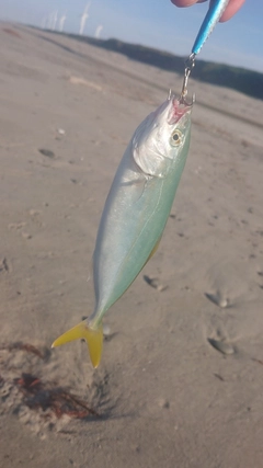 ワカシの釣果