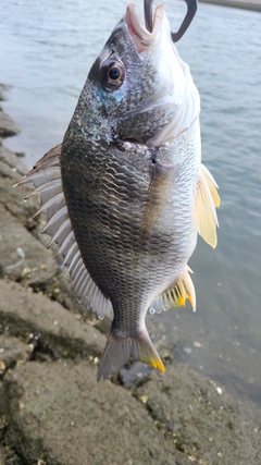 クロダイの釣果