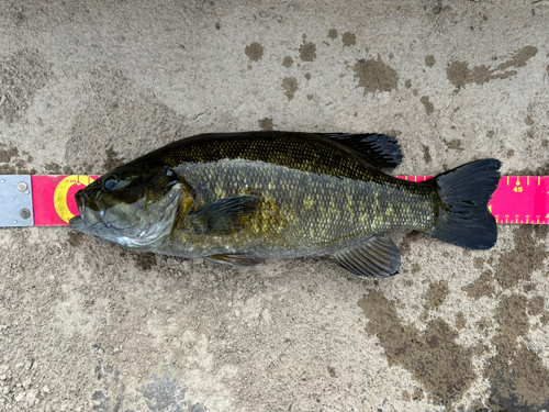 スモールマウスバスの釣果