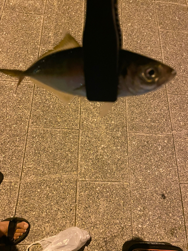 マアジの釣果