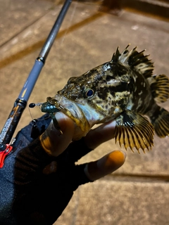 タケノコメバルの釣果