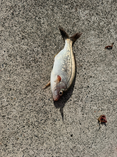 タナゴの釣果