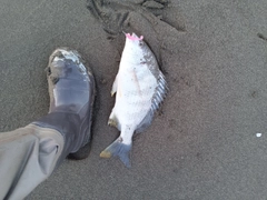 コチの釣果