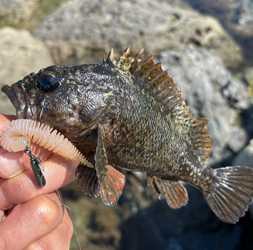 ムラソイの釣果