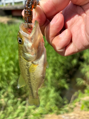 ラージマウスバスの釣果