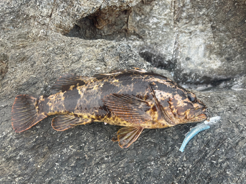 タケノコメバルの釣果