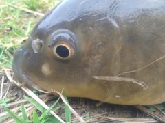 コイの釣果