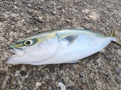 ハマチの釣果