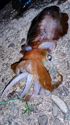 アオリイカの釣果