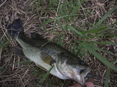 ラージマウスバスの釣果