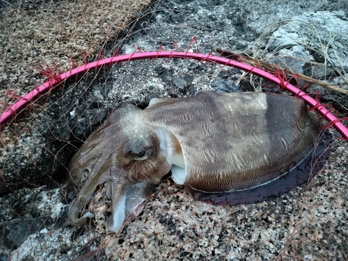 モンゴウイカの釣果