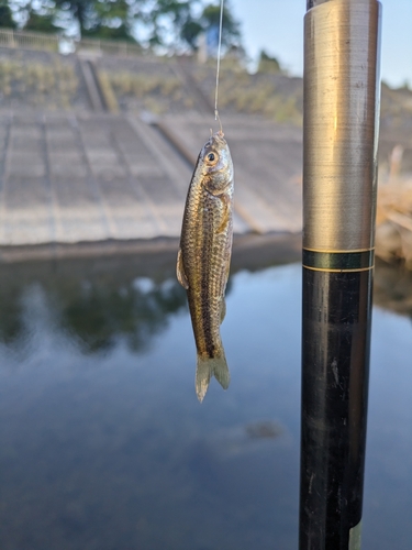 タモロコの釣果