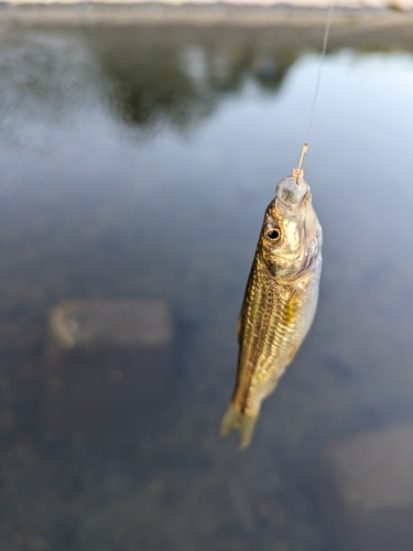 タモロコの釣果