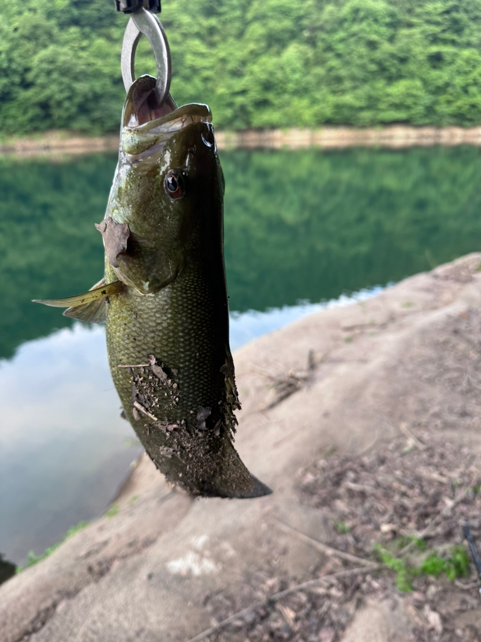 スモールマウスバス