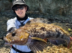 アイナメの釣果