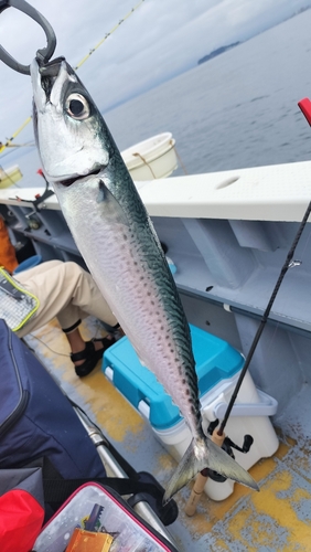 サバの釣果