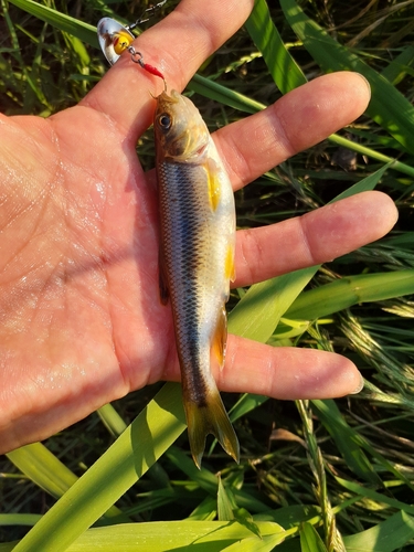 カワムツの釣果