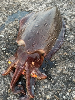 カミナリイカの釣果