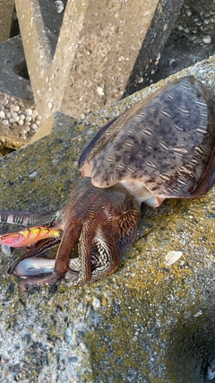 カミナリイカの釣果