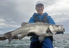 ヒラスズキの釣果