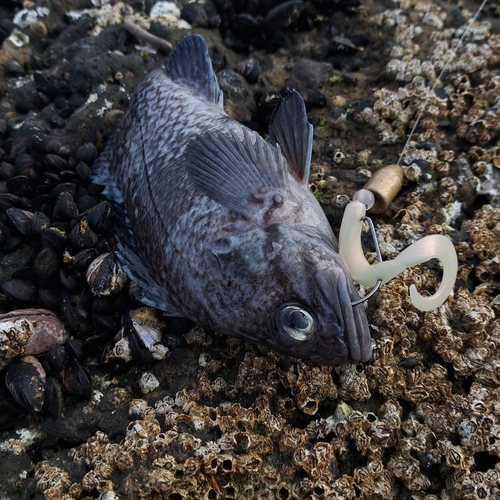 釣果