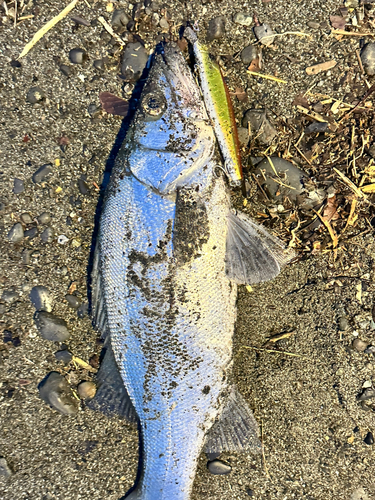 スズキの釣果