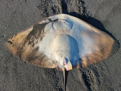 ツバクロエイの釣果