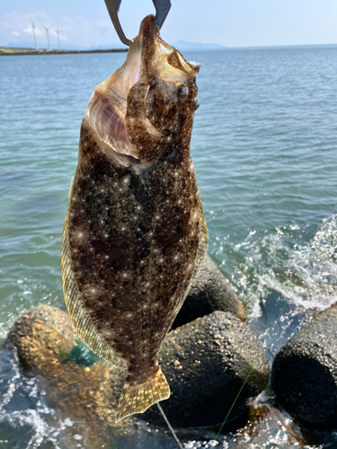 ヒラメの釣果