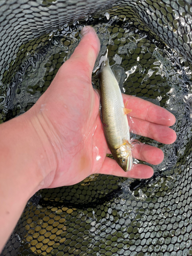 アユの釣果