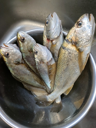 イシモチの釣果