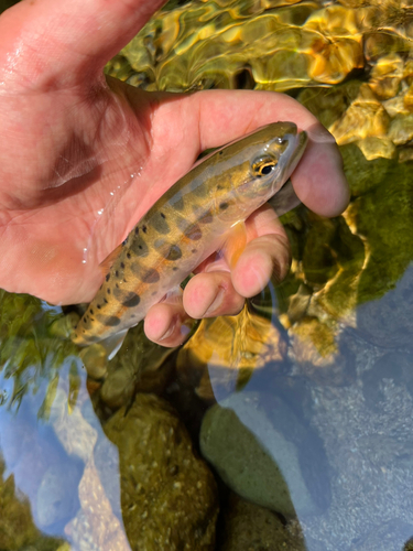 ヤマメの釣果