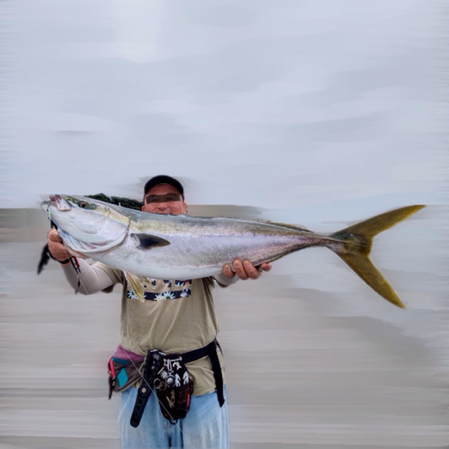 ブリの釣果