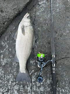 ヒラスズキの釣果