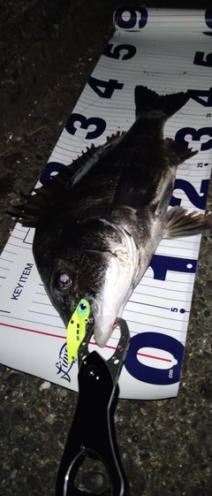 クロダイの釣果