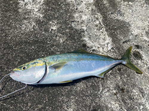 ハマチの釣果